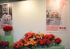 This is Belove out of the Elatio line of Koppe Begonia, from left to right: Pink, Peach and Cherry.